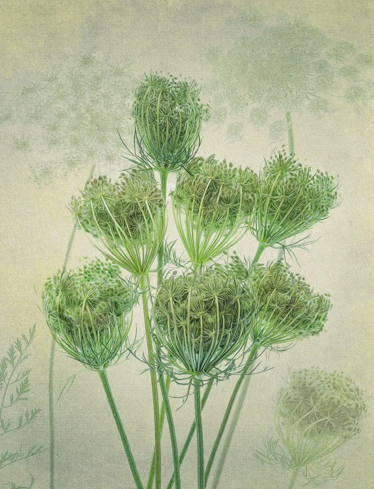 Wild Carrot 2