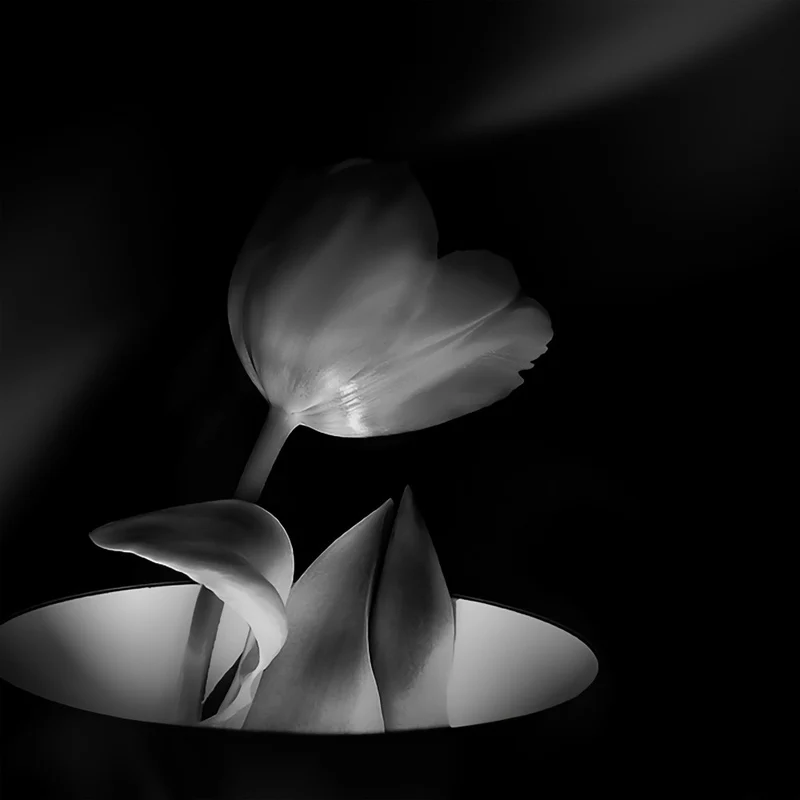 Growth From Light