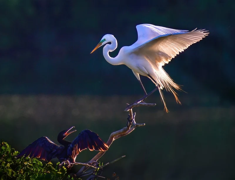 Talking between different bird species