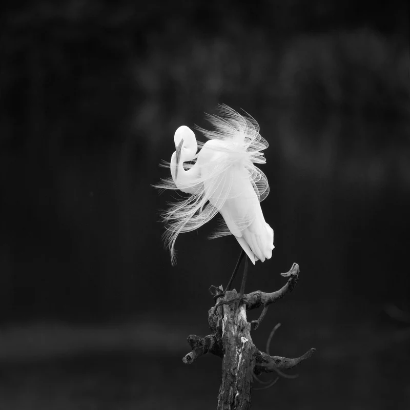 Fairy spirit