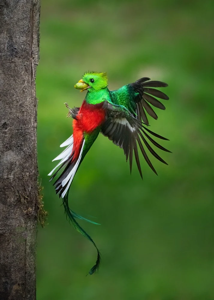Father's Day Legend from Resplendent Quetzal