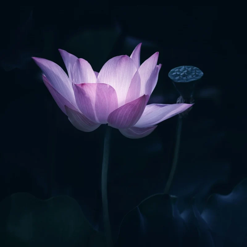 Zen Lotus