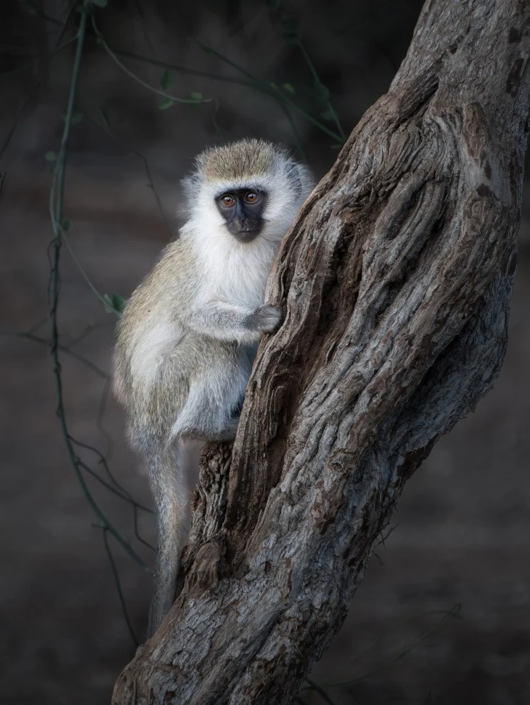 Lonely little guy