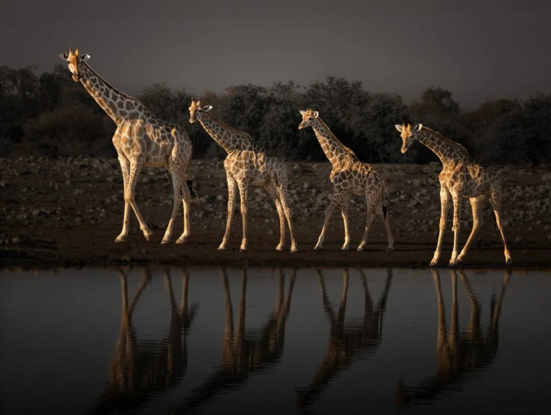 A harmonious family