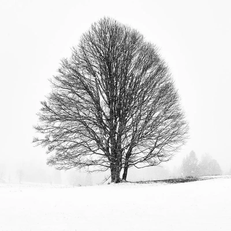 LONELY TREE