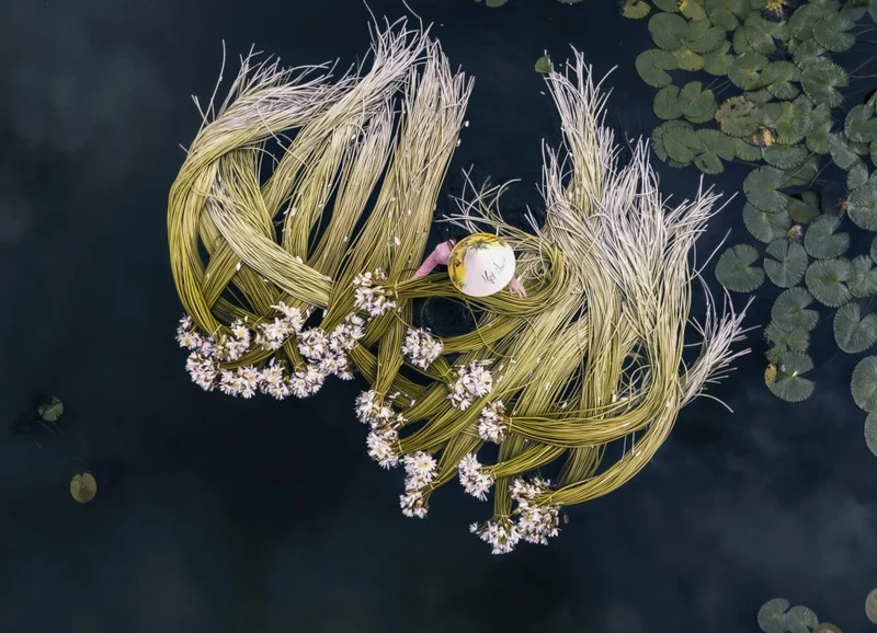 Harvesting white water lilies